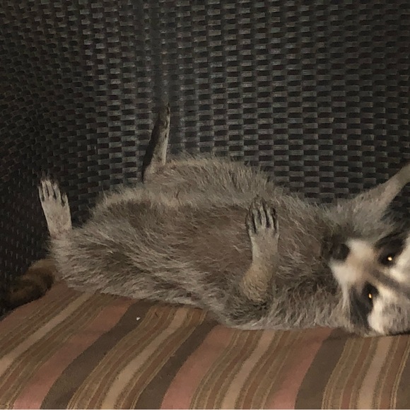 HELLO HELENA - Picture 11 of 15